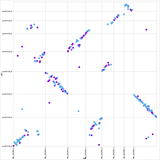 C. albicans vs. draft Candida sp. genome comparison dotplot Genome Comparison