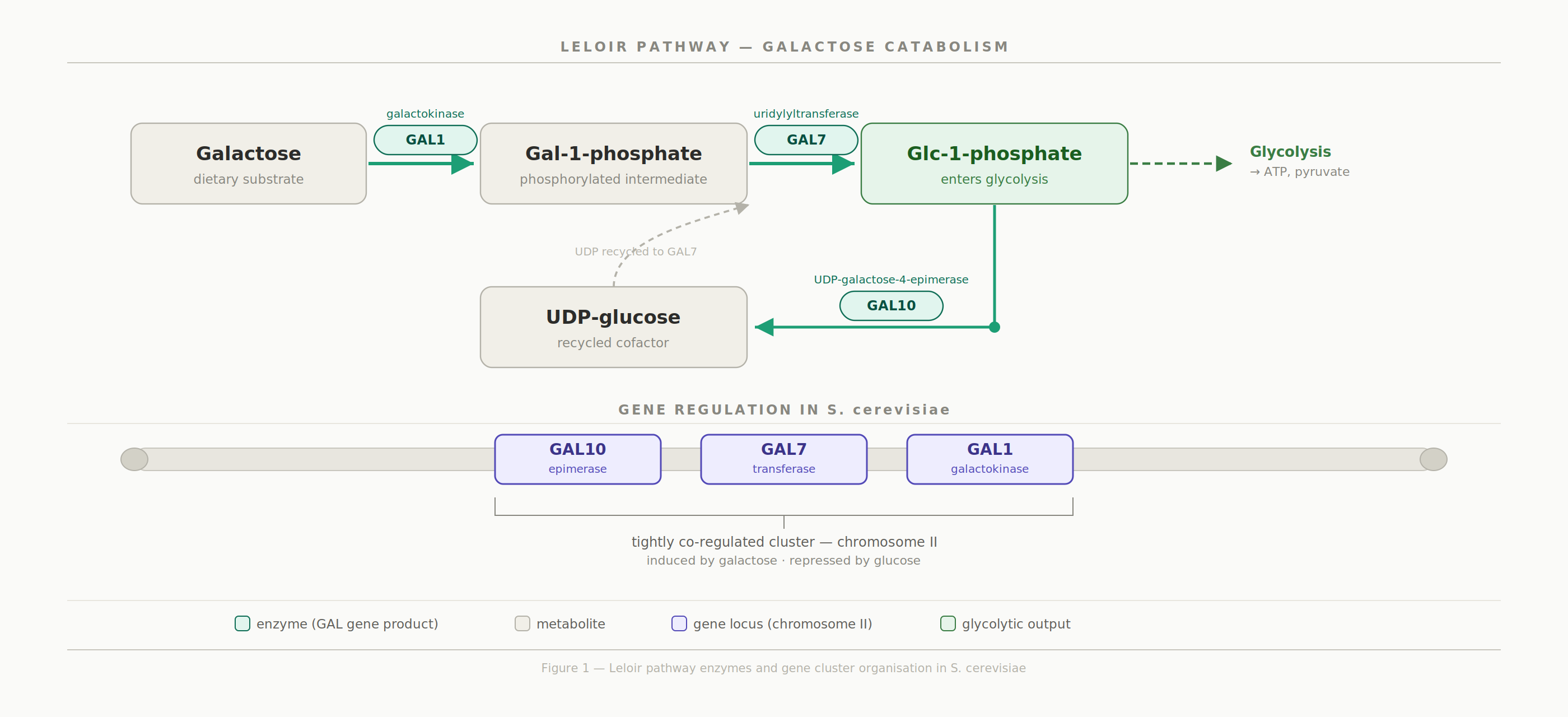GAL cluster and the Leloir Pathway GAL cluster pathway